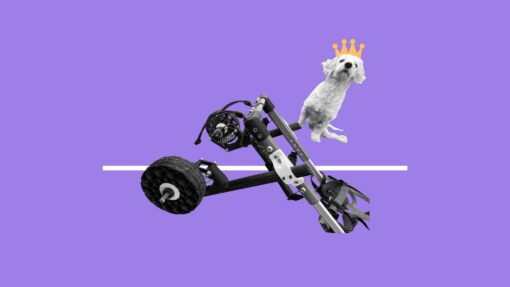 Dog with a crown graphic next to an assistive dog wheelchair.