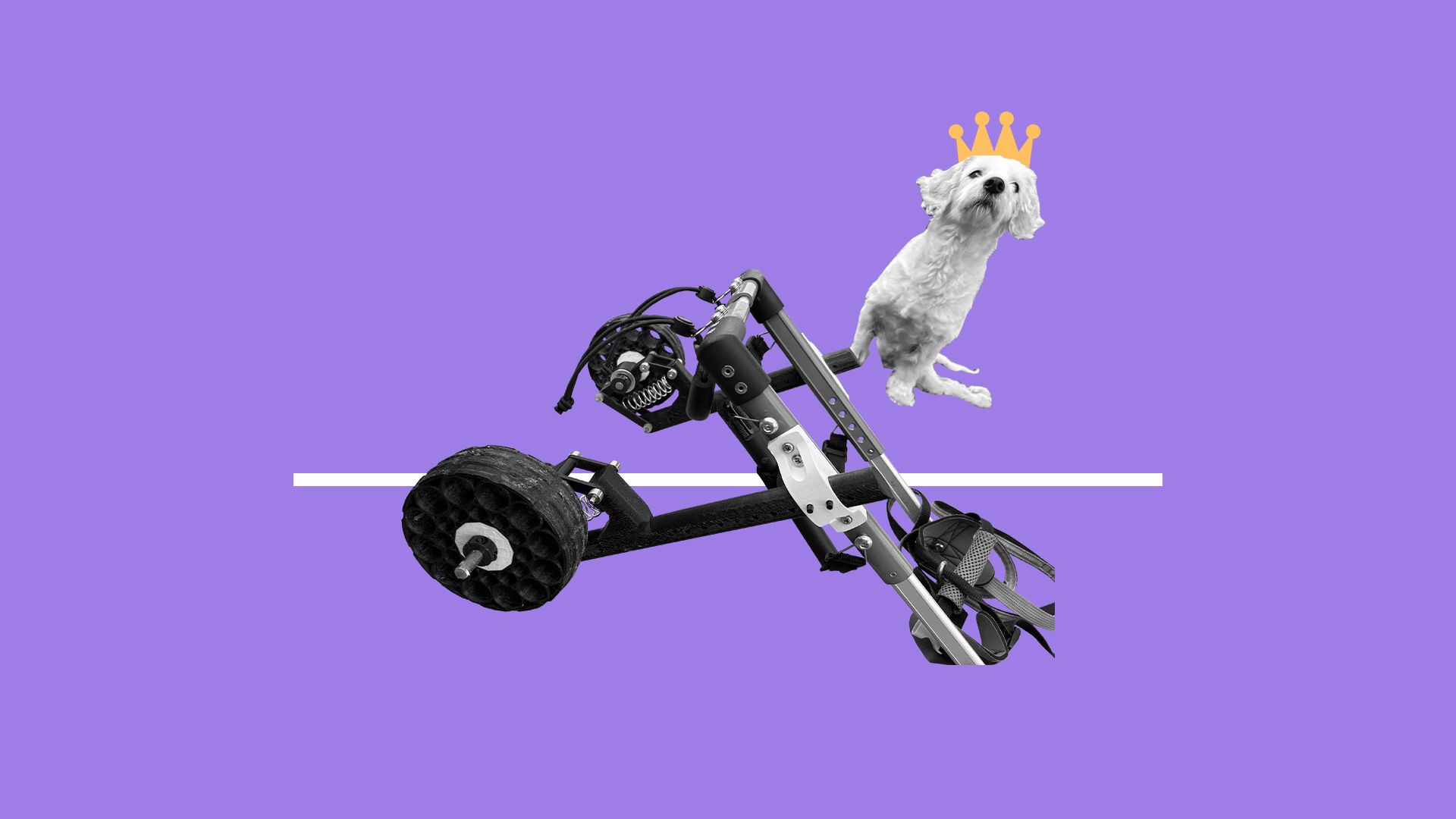 Dog with a crown graphic next to an assistive dog wheelchair.